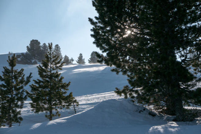 Nach den Steilhängen flacht das Gelände ab und es geht durch lichten Zirbenwald aufwärts