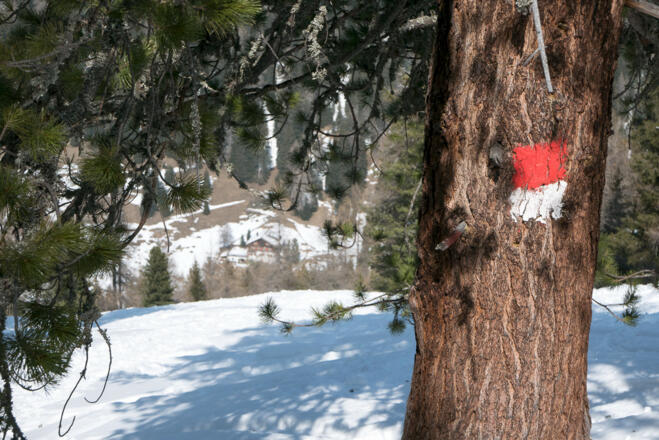 Markierter Sommerweg mit Blick durch die Bäume hinab zum Meißner Haus