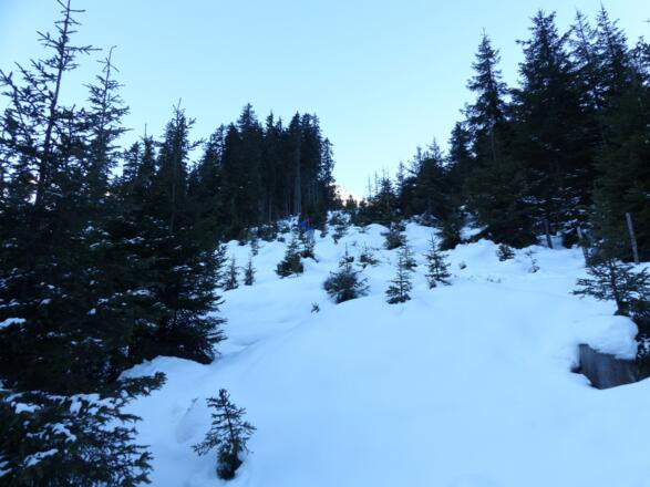 Bald nach dem Gh. Bergheim führt der Anstieg durch einen Jungwald.