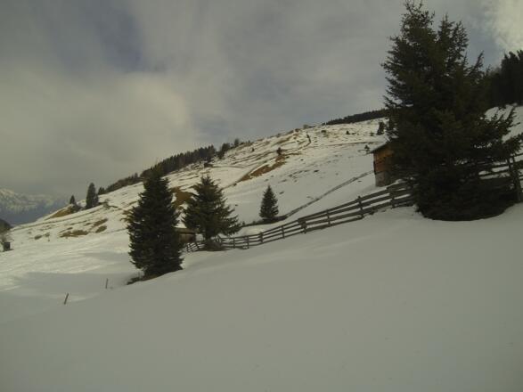 Aufstieg am rechten Waldrand. die Alm bereits in Sichtweite.