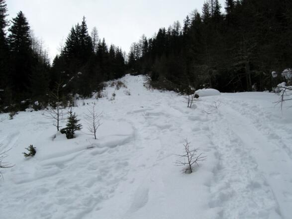 Der Forstweg bzw. die Rodelbahn kann immer wieder über diese schönen Waldschneisen abgekürzt werden. 