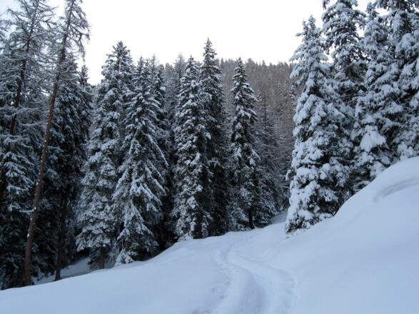 Die Spuranlage im Wald erfordert etwas Orientierungssinn. Am besten man folgt in etwa den rot-weiß-roten Markierungen an den Bäumen.