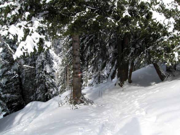 Bei diesem Baum an Ende der Waldlichtung sollte man wieder in den Wald abbiegen, um zum Ausgangspunkt zu gelangen.