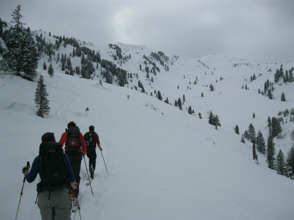 Der Wald lichtet sich