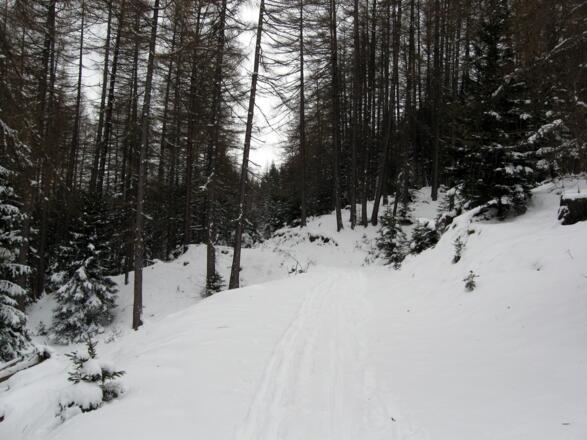 Der Aufstieg geht in sanfter Steigung durch den Wald.