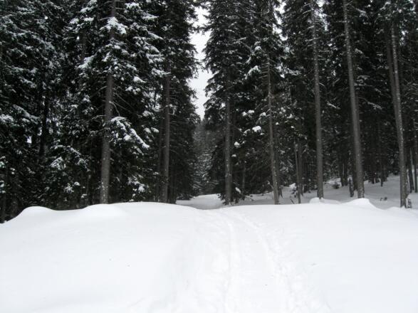 Nach der Bergstation des Schleppliftes geht es in den Wald hinein.