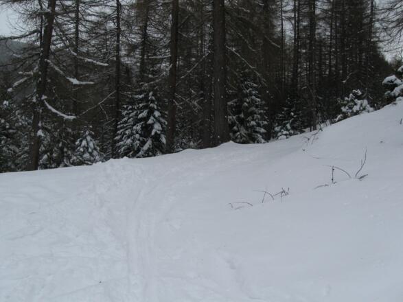 Abweigung links in den Wald hinein.