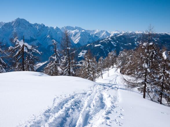Im Hochwald kurz hinter der Rotmannalm mit Blick auf auf die Lienzer Dolomiten (links) und Hochstein (rechts im Vordergrund)