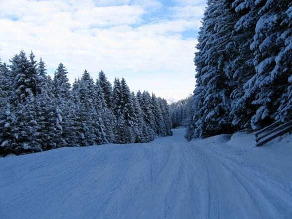 Die Waldschneise zu Beginn der Tour.