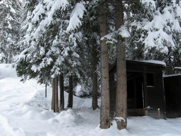 Bei der kleinen Hütte (Rodelbahnstart) zweigt die Spur in den dichten Wald hinein ab.