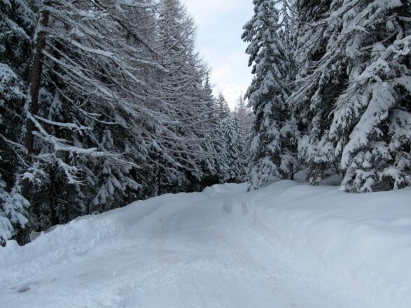 Zu Beginn geht&#039;s gemütlich über die Rodelbahn.