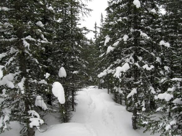 Abfahrt durch den Wald. Viele Varianten sind möglich.