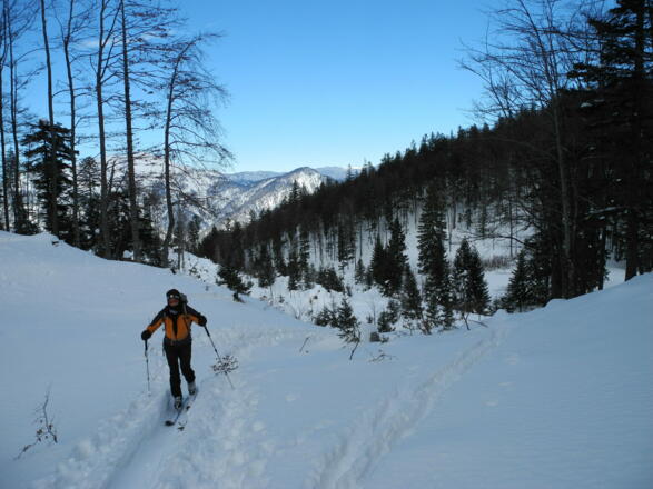 Durch offenes Waldgelände geht es aufwärts.