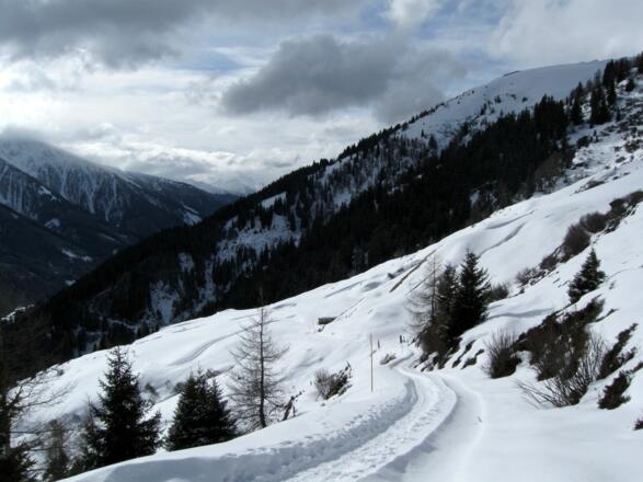 Über die Forststraße zurück zur Peeralm (und über die Rodelbahn ins Tal).