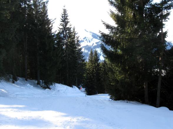 Abfahrt in der Waldschneise im Bereich der ehemaligen Piste.