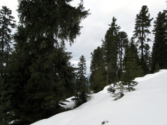 Schöne Waldroute abseits der Rodelbahn.