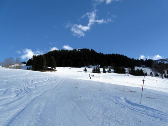 Man geht auf dieses Waldstück zu.