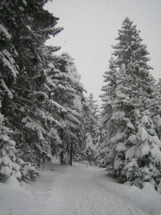 am oberen Ende der Rodelbahn