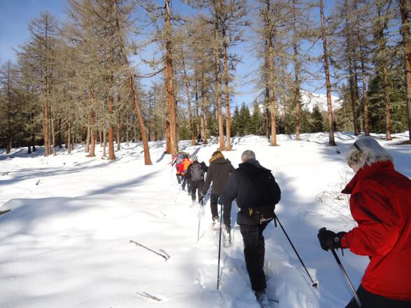 In den erste 10 Minuten begeht man einen lichten Lerchenwald