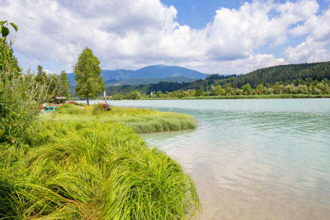 Schilfgürtel an der Drau