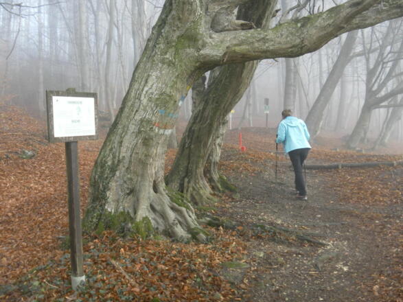 am Walderlebnisweg