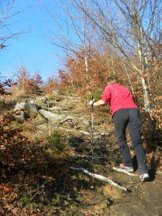 Wurzelpfad im lichten Wald