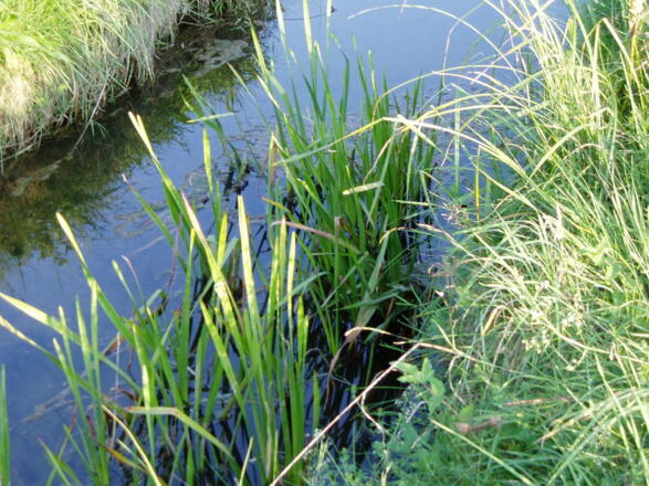 Pflanzenvielfalt im Bizauer Moos