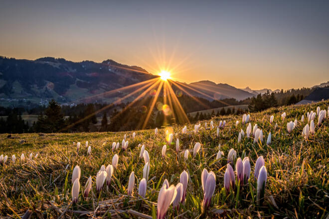 Schetteregg im Frühling