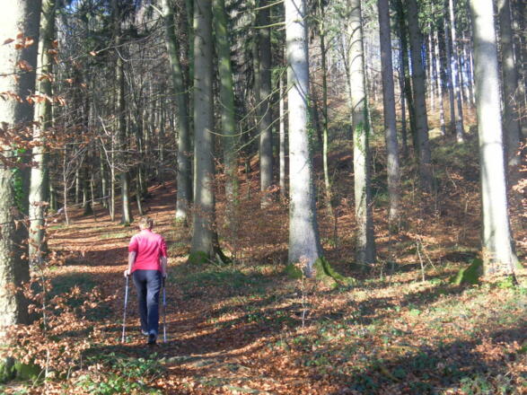 einfacher Bergwaldpfad