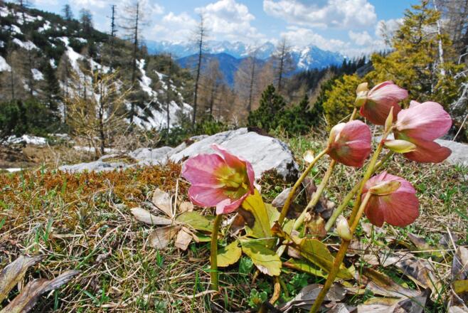 Bei der ehem. Koppenalm unter dem Hagler