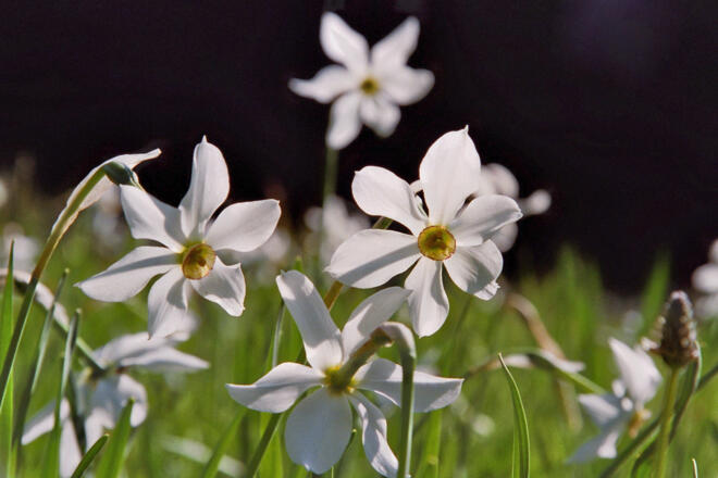 Narzissenwiese im unteren Taschengraben