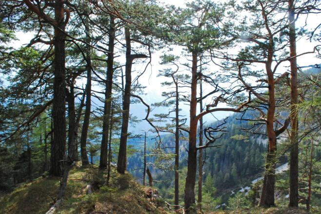 Am Rücken zwischen Taschengraben und Höllgraben