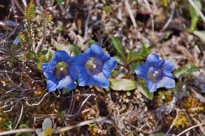 Bei der Felskanzel am Jagdsteig Gsol