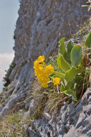 An den Abhängen des Brettsteins