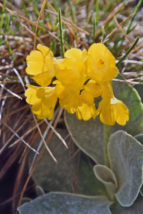 An den Abhängen des Brettsteins