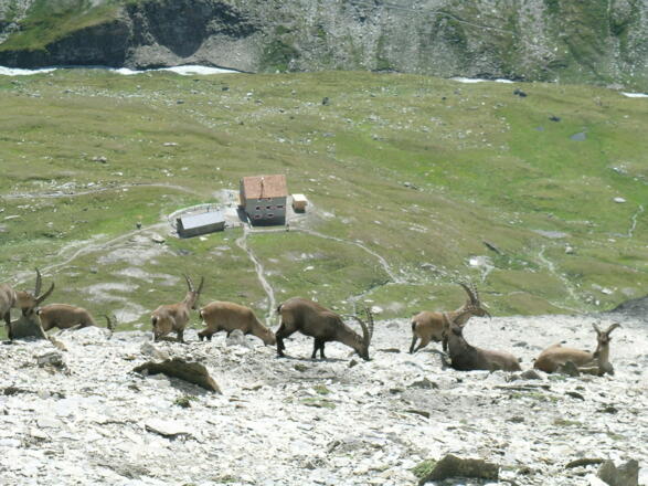 Blick vom Schwerteck zur Salmhütte mit Steinböcken