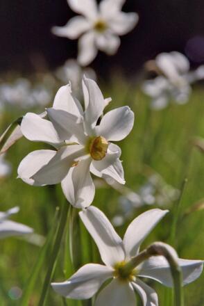 Narzissenwiese im unteren Taschengraben
