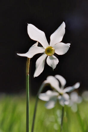 In der Narzissenwiese