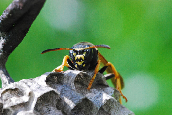 Im Nationalpark Kalkalpen