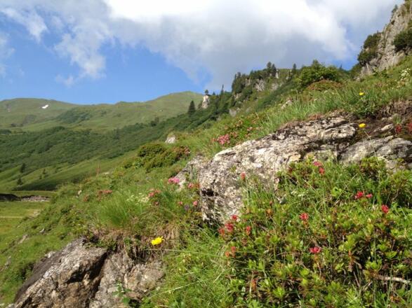 Oberhalb des Tappenkarsee