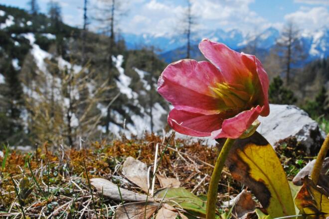 Bei der ehem. Koppenalm unter dem Hagler