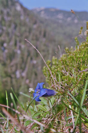 Bei der Felskanzel am Jagdsteig Gsol