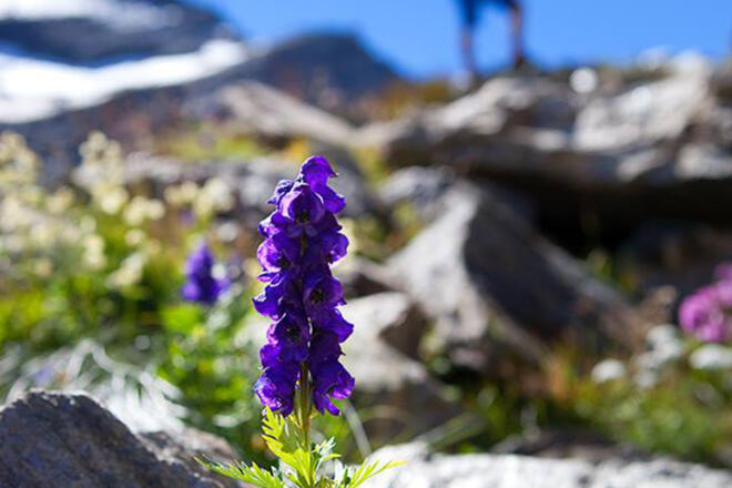 Die Faura und Flora des Nationalparks Hohe Tauern entdecken