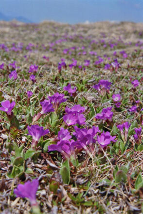 Bei der Quelle oberhalb der Bärenriedlau