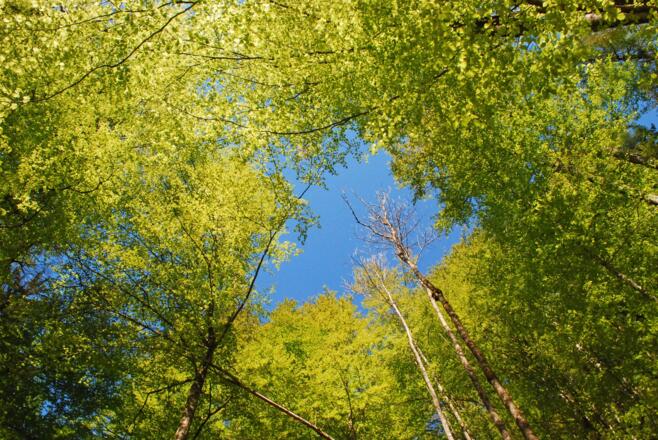 Im Buchenwald bei Koppen
