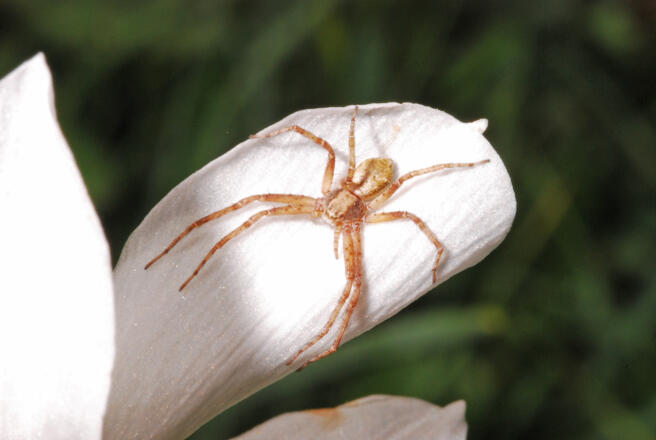 In der Narzissenwiese
