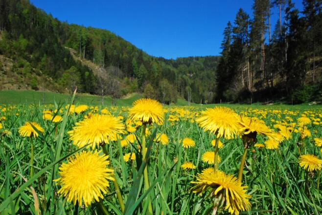Frühlingswiese in Koppen