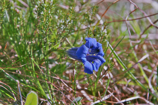 Bei der Felskanzel am Jagdsteig Gsol