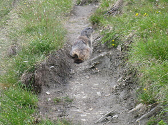 Murmeltiere am Weg