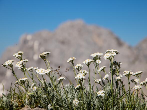Blumenpracht am Gildensteig im Wilden Kaiser